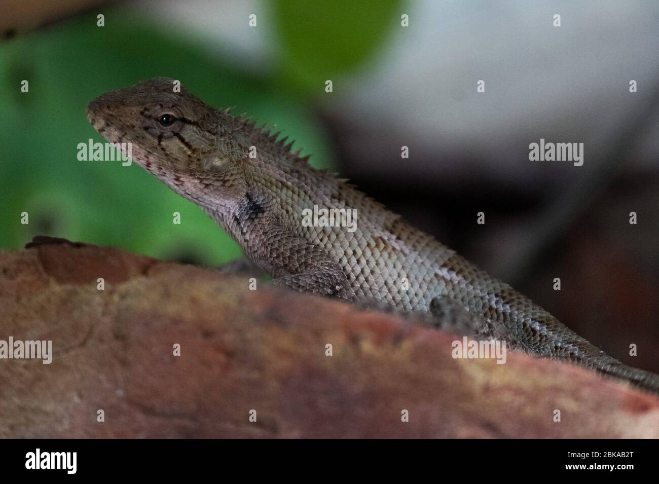 Un giardino comune Lizard siede su UN mattone. Foto Stock