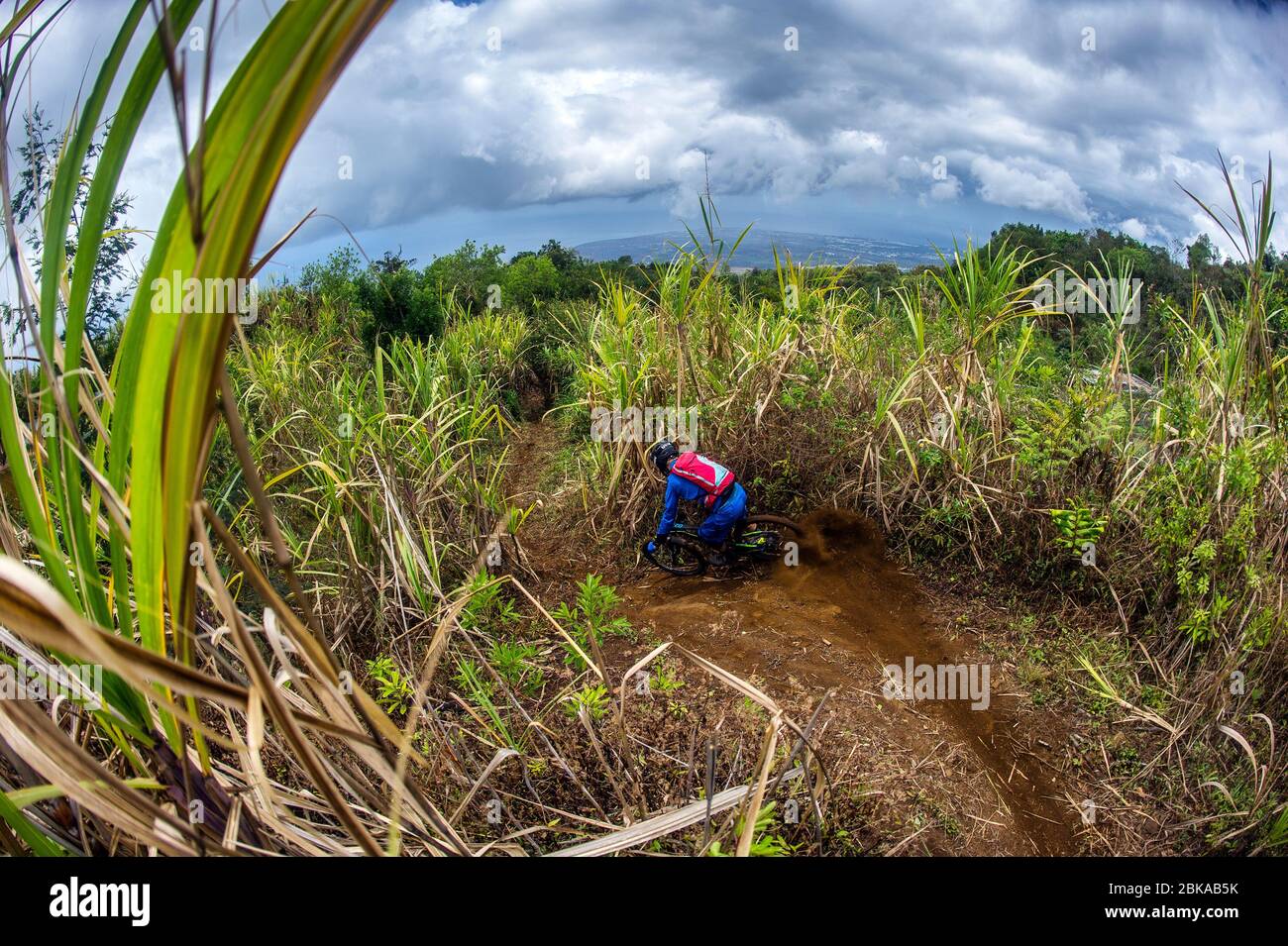 Un mountain bike attraversa un sentiero attraverso una piantagione di canna da zucchero sull'Isola di Reunion nell'Oceano Indiano. Foto Stock