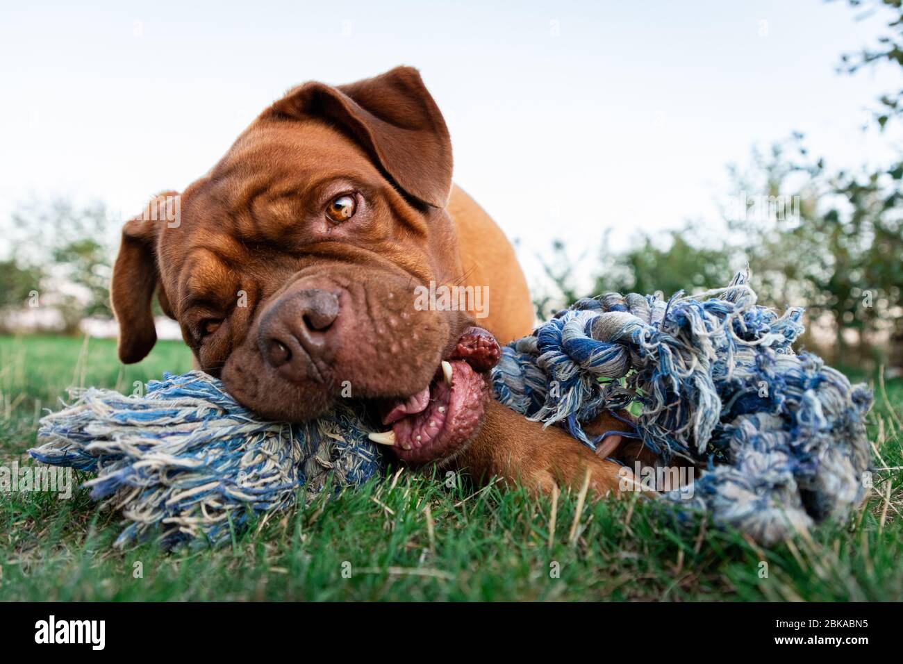 Il mastice francese nel giardino Foto Stock