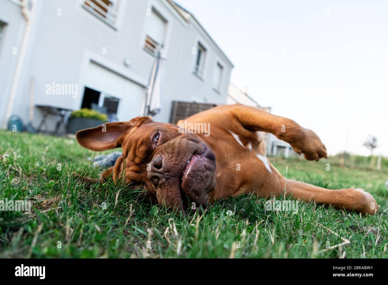 Il mastice francese nel giardino Foto Stock