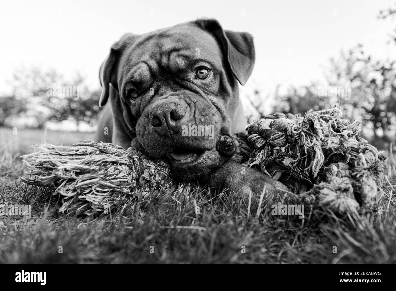 Il mastice francese nel giardino Foto Stock