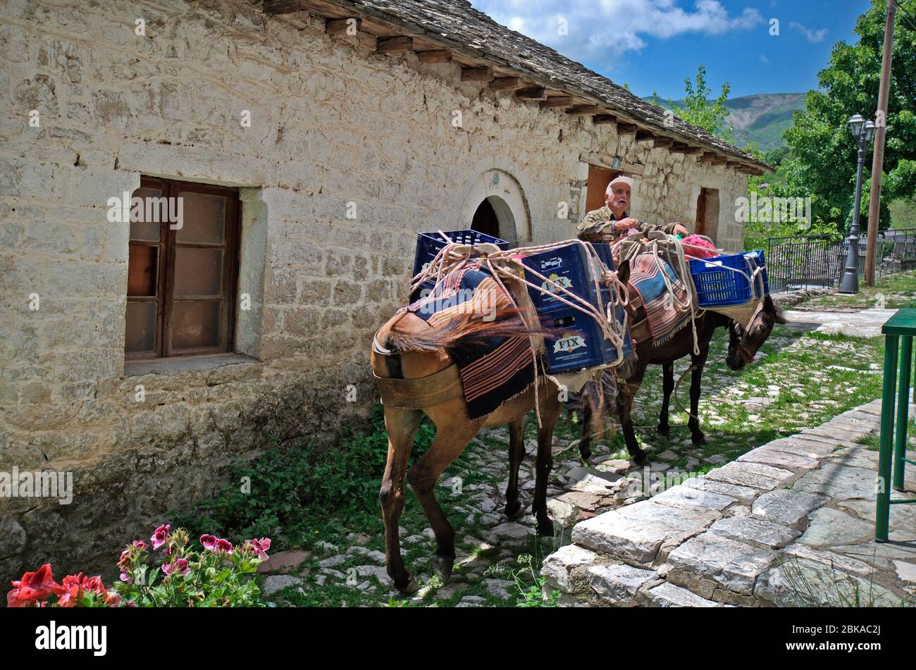 Kalarites, Grecia - 06 giugno 2019: Uomo non identificato con asini nel villaggio di montagna Kalarites, un villaggio di Vlach Aromaniano aka nel Parco Nazionale di TZO Foto Stock