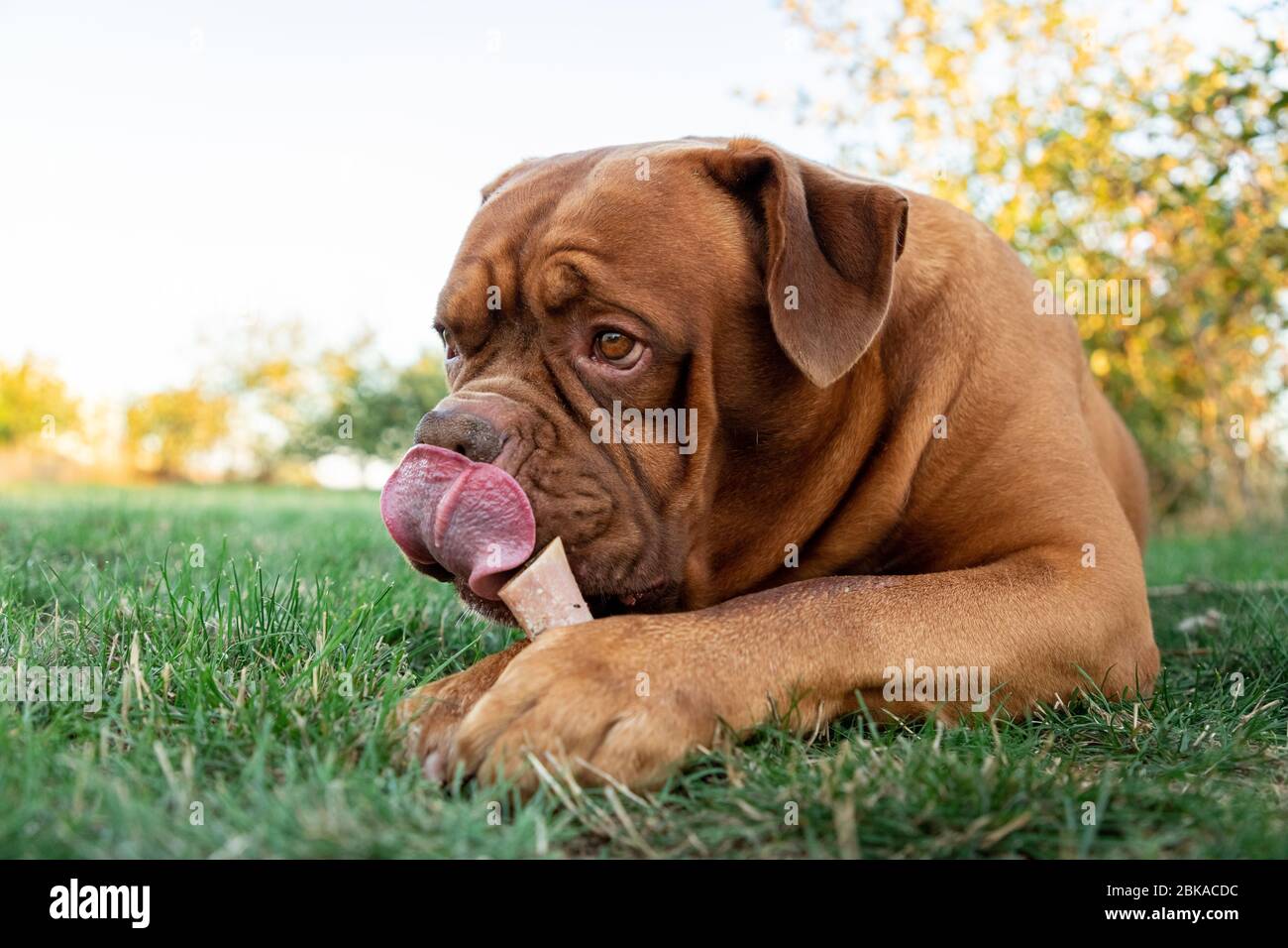 Il mastice francese nel giardino Foto Stock