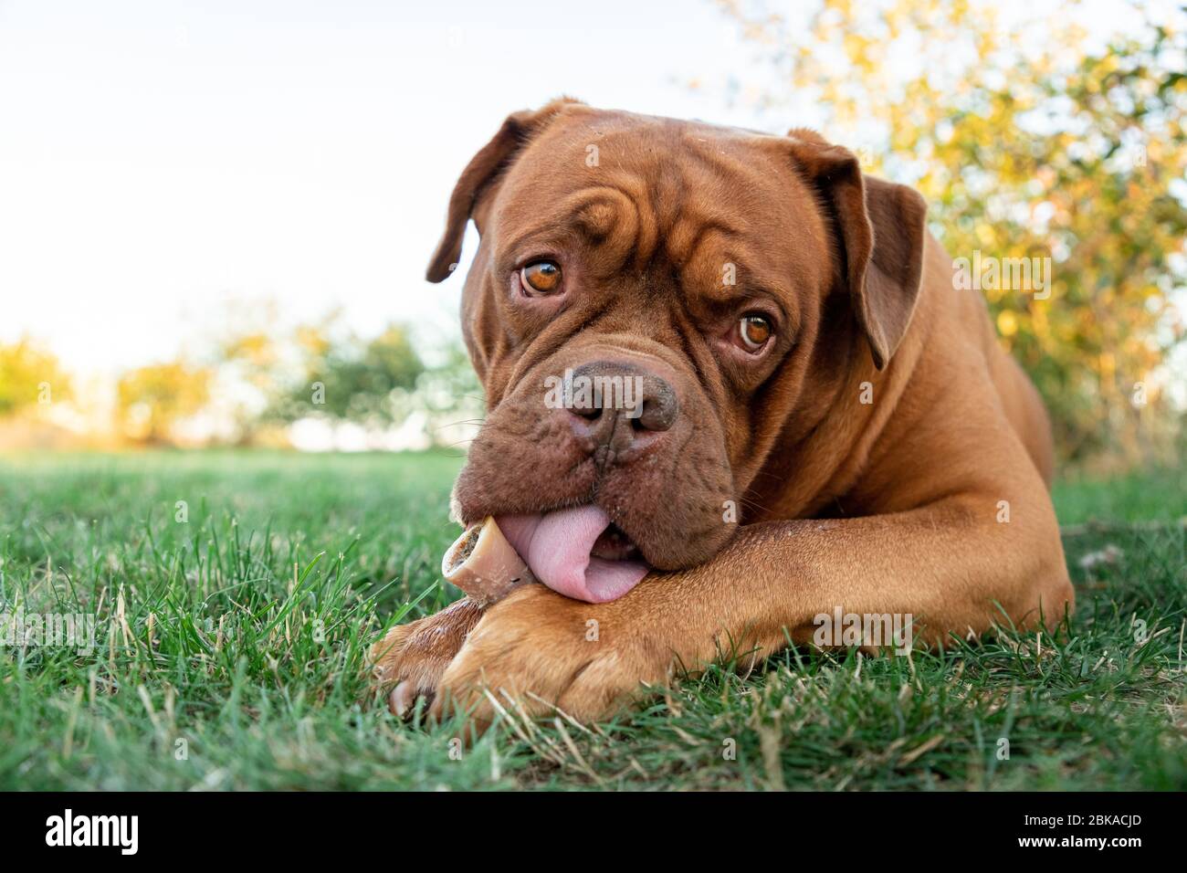Il mastice francese nel giardino Foto Stock
