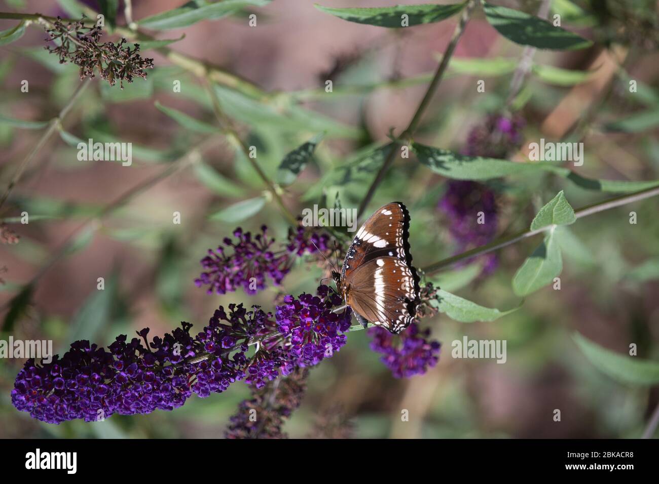 Hypolimnas bolina farfalla a riposo nel giardino del Queensland del Nord Foto Stock