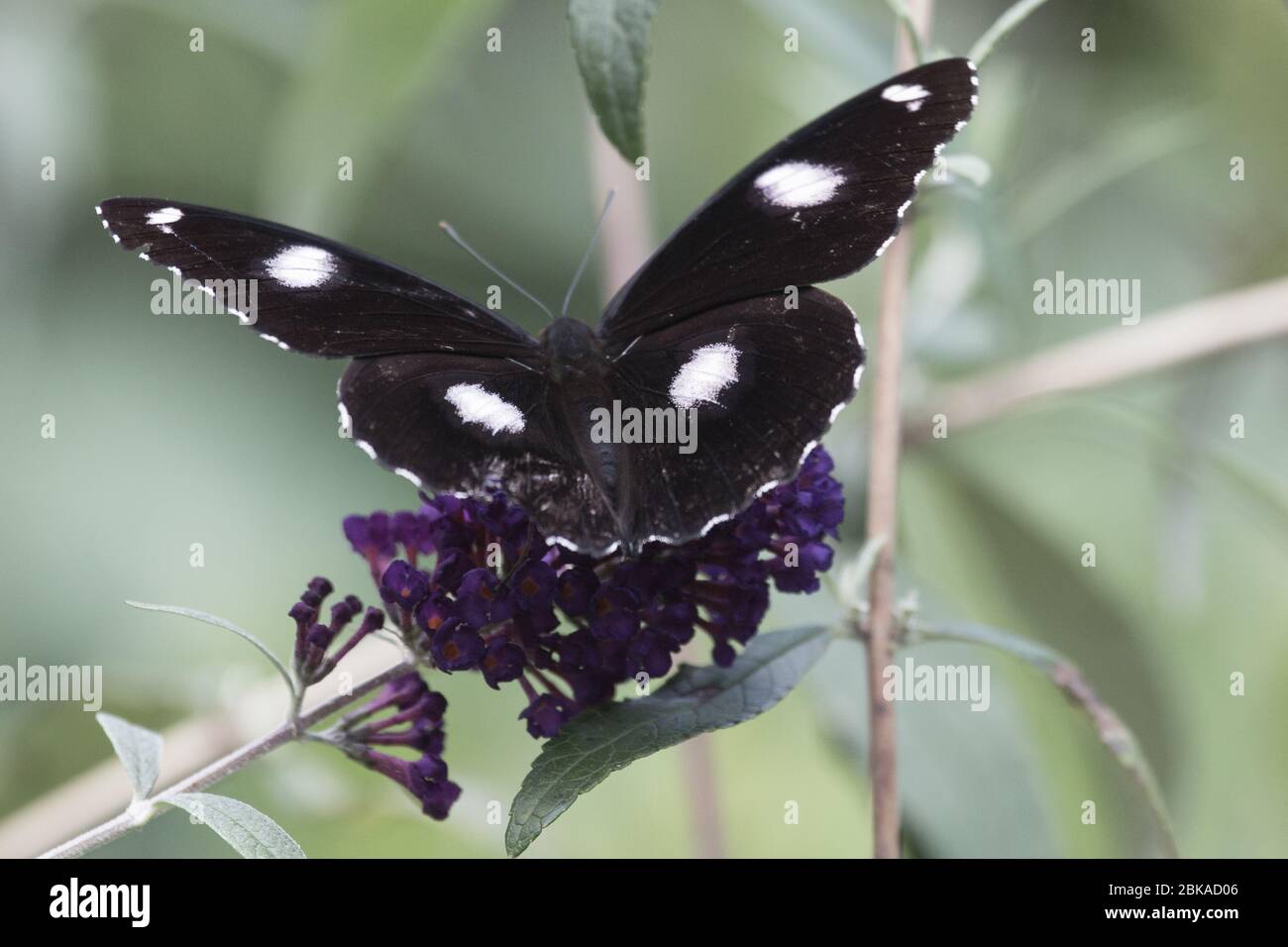 Hypolimnas bolina farfalla a riposo nel giardino del Queensland del Nord Foto Stock