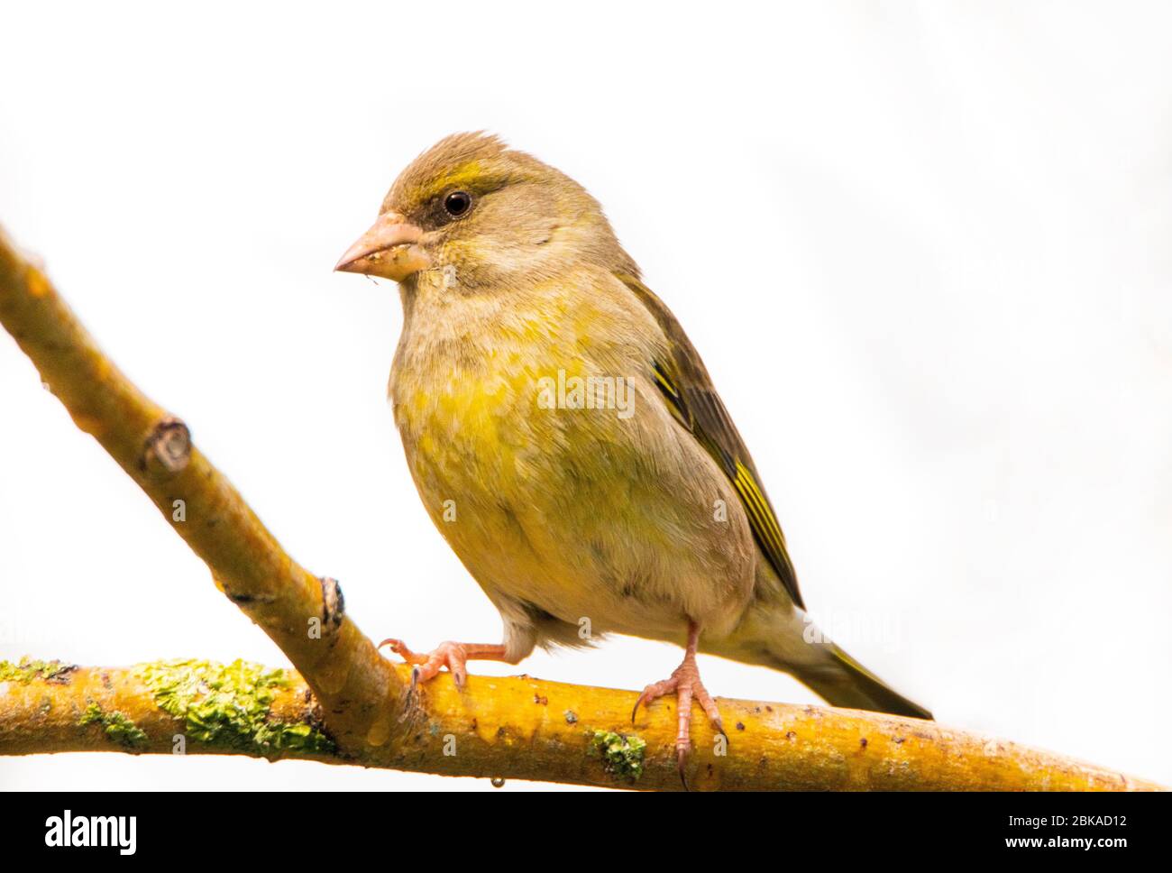Greenfich, Juvenile, giovane verdino, arroccato su una filiale in un giardino britannico. Foto Stock
