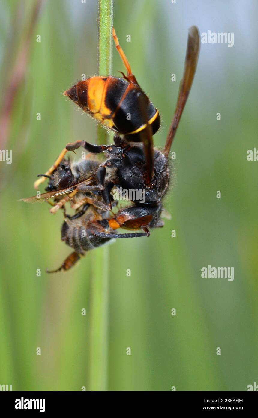 Macro di caglio europeo (Vespa crabro) mangiare un'ape di miele Foto Stock