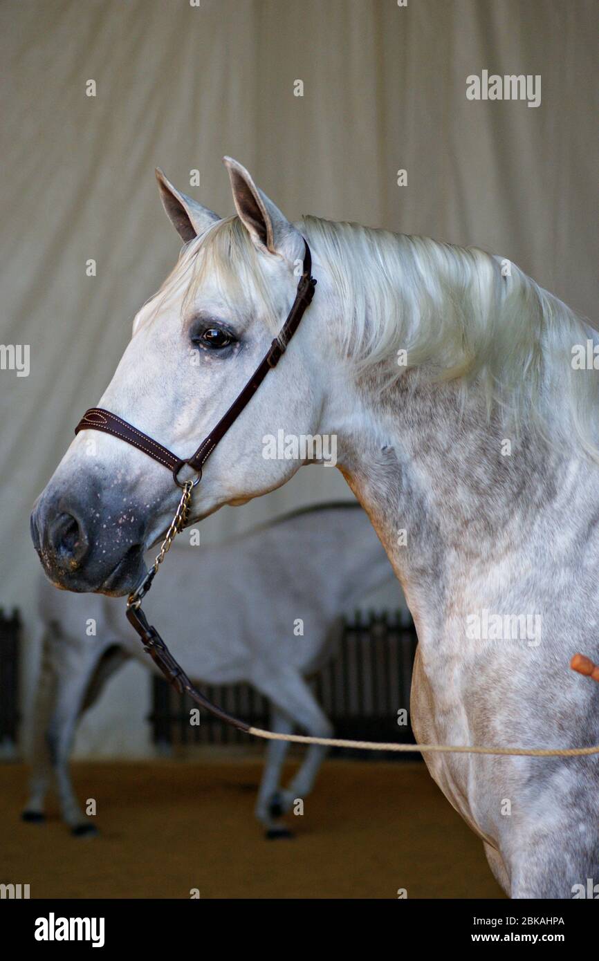 Ritratto di un cavallo spagnolo grigio prima di una gara morfologica in Spagna Foto Stock