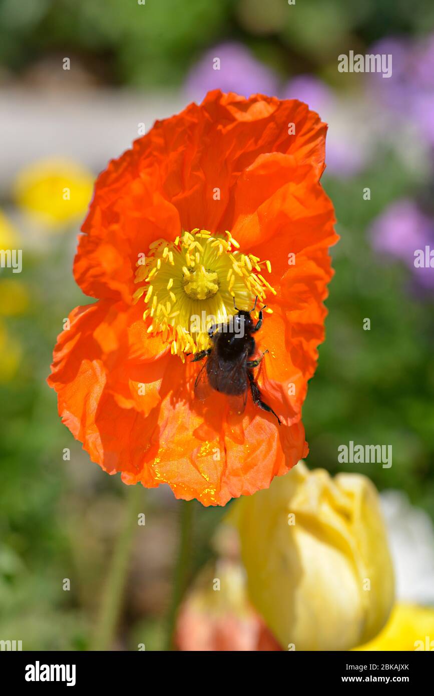 Macro di bumblebee (Bombus) su papavero rosso visto dall'alto Foto Stock