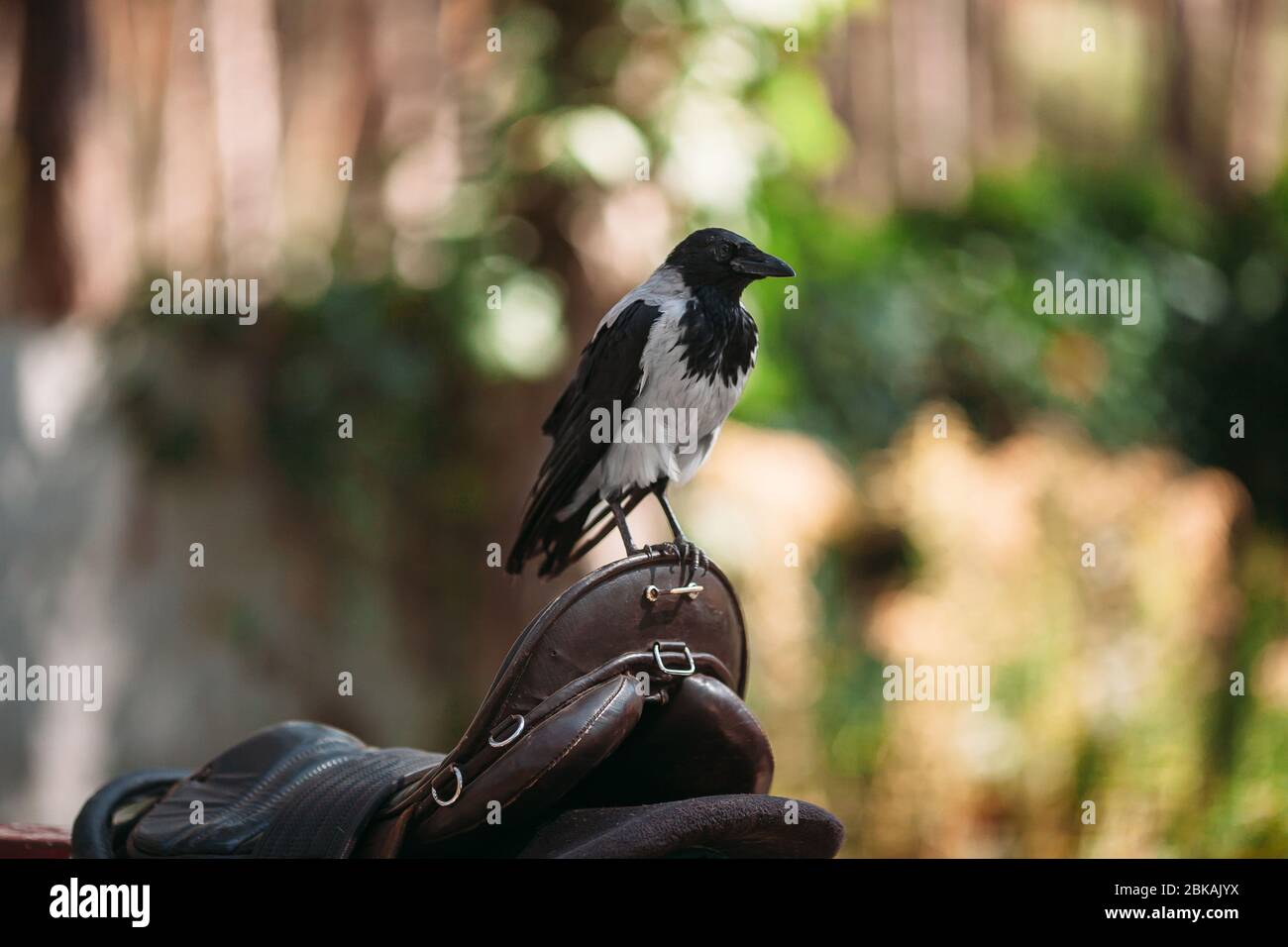 Crow guarda avanti Foto Stock