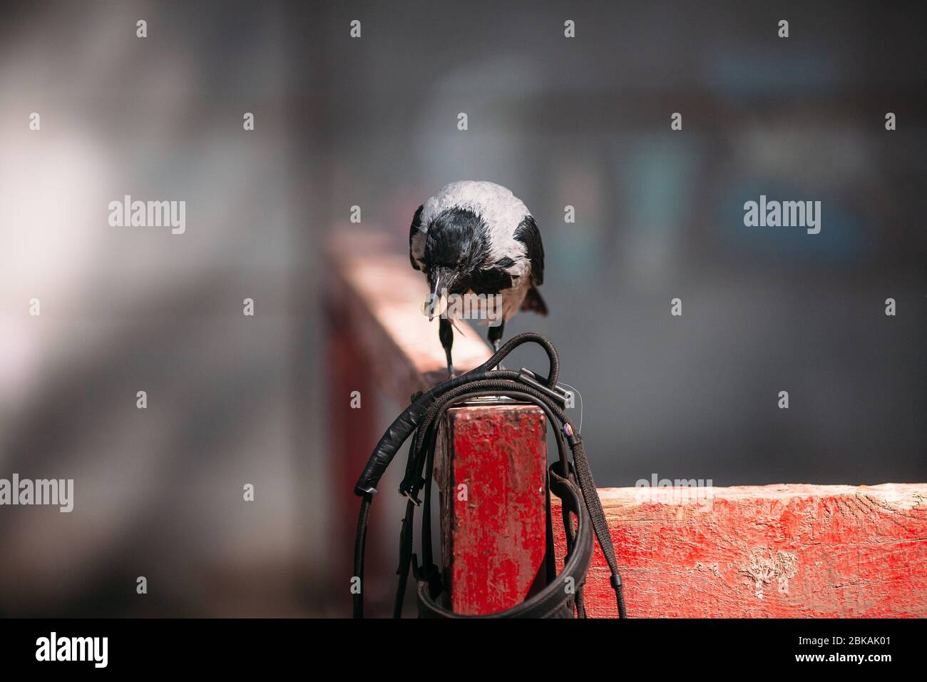 raven in mano una moneta Foto Stock