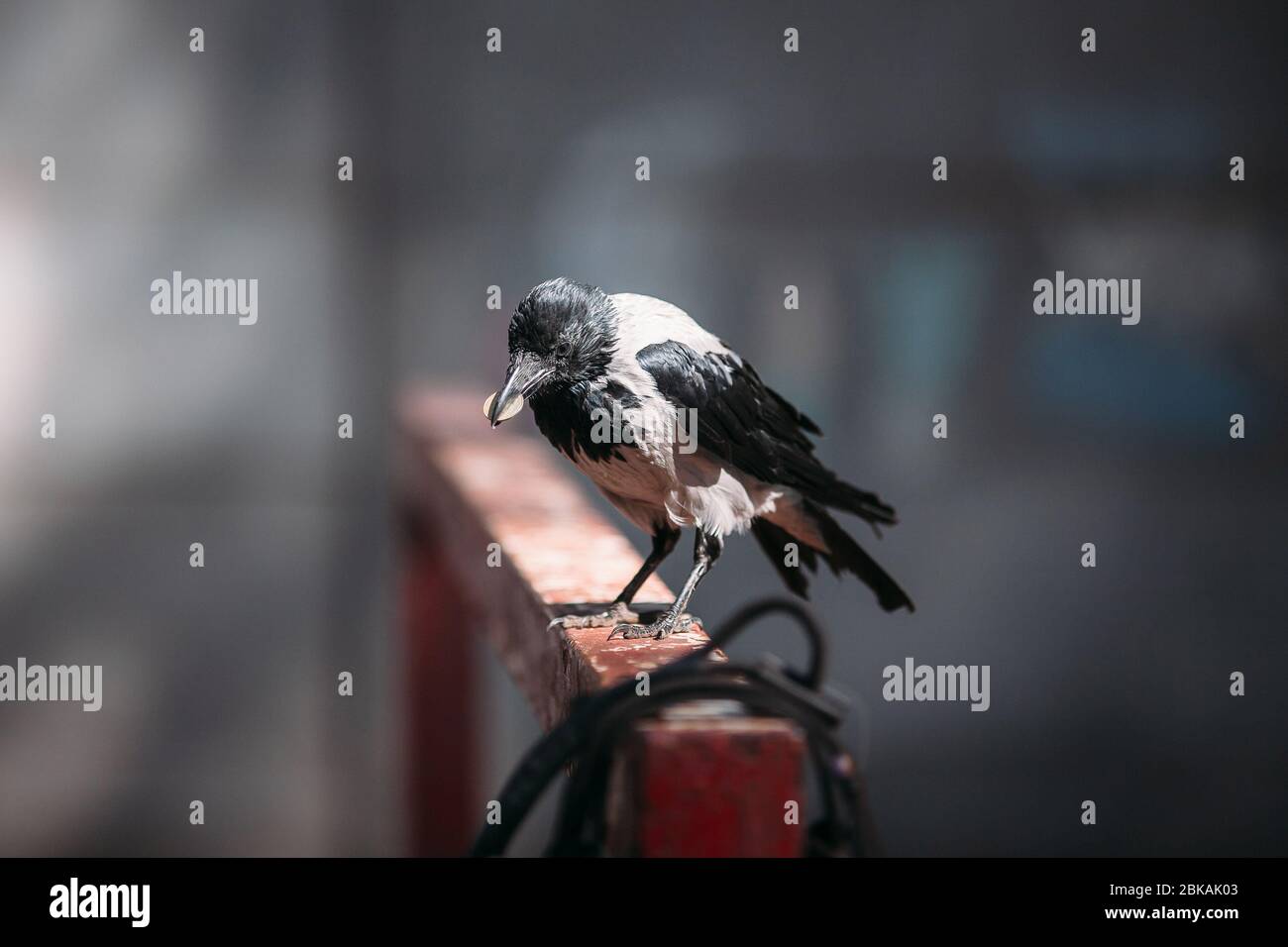 raven in mano una moneta Foto Stock