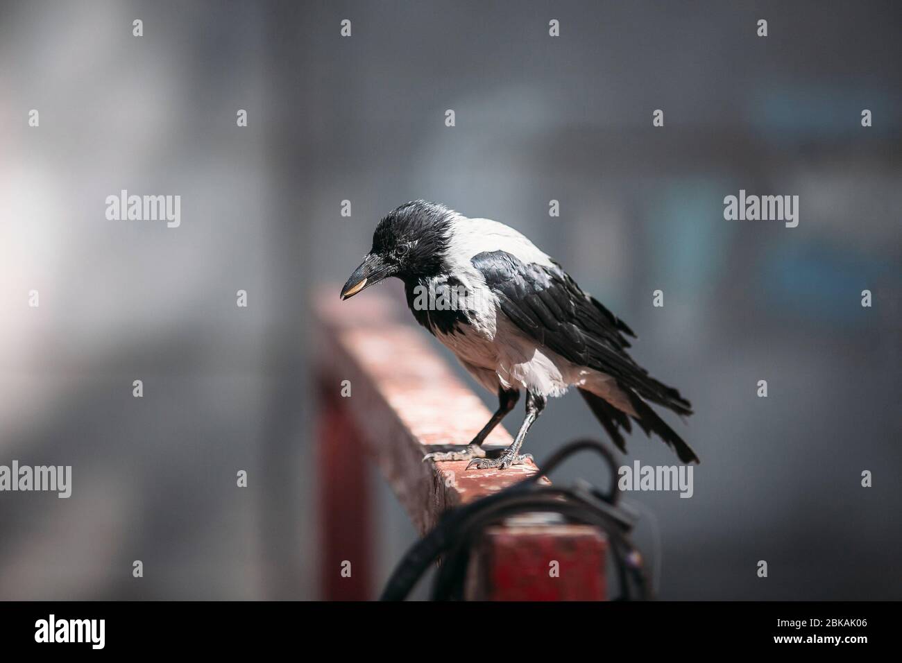 raven in mano una moneta Foto Stock