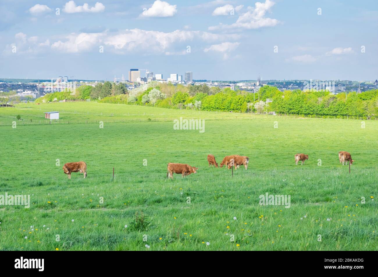 Idillio rurale nelle vicinanze della città di Lussemburgo con bestiame pascolo sul pascolo e le torri uffici Kirchberg sullo sfondo Foto Stock
