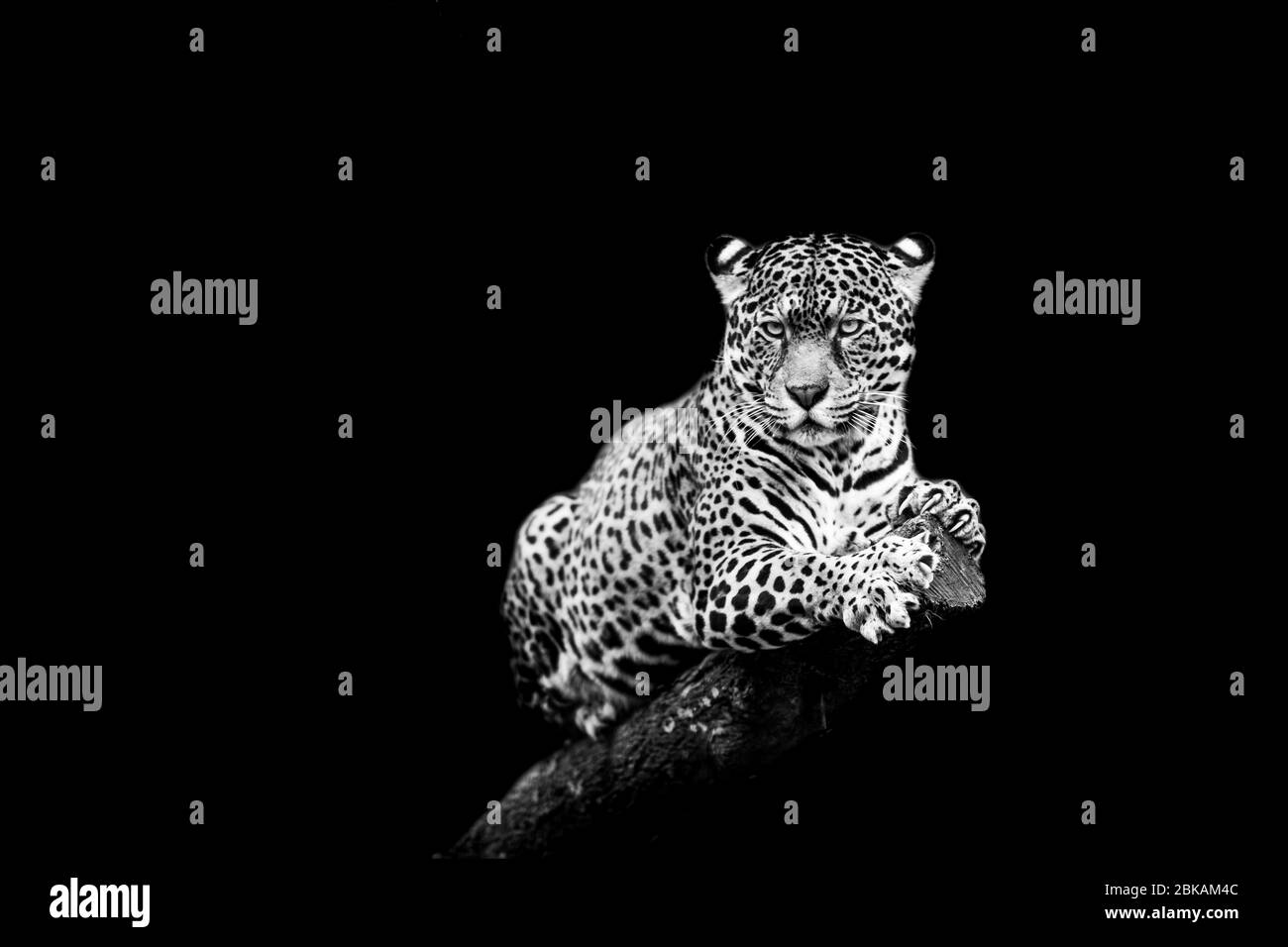 Jaguar con sfondo nero Foto Stock