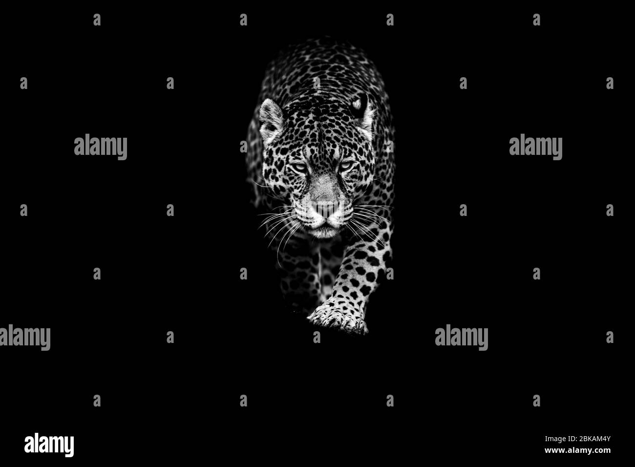 Jaguar con sfondo nero Foto Stock