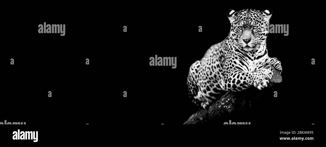 Jaguar con sfondo nero Foto Stock