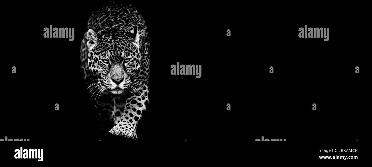Jaguar con sfondo nero Foto Stock