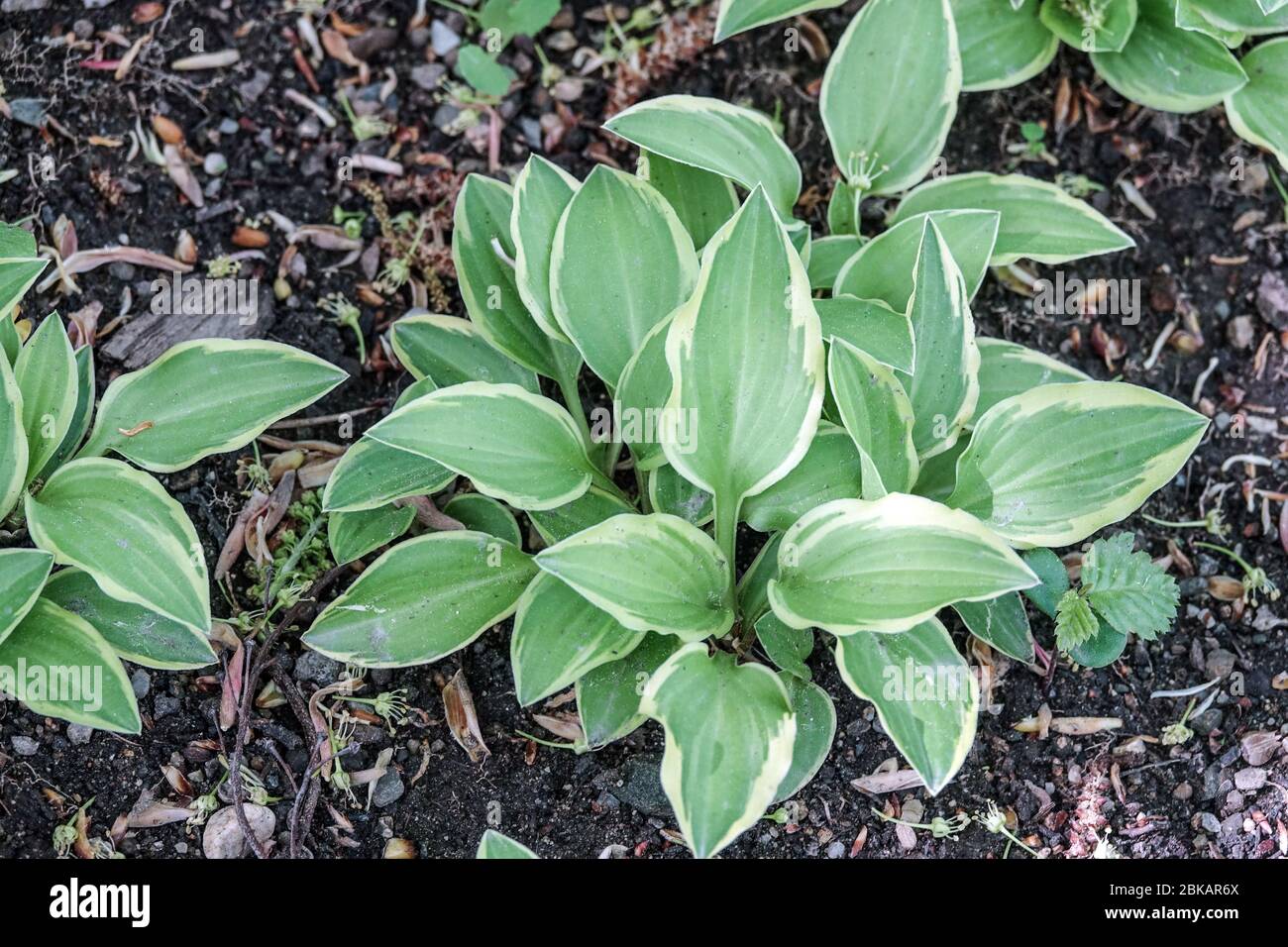 Hosta 'Little Wonder' Foto Stock