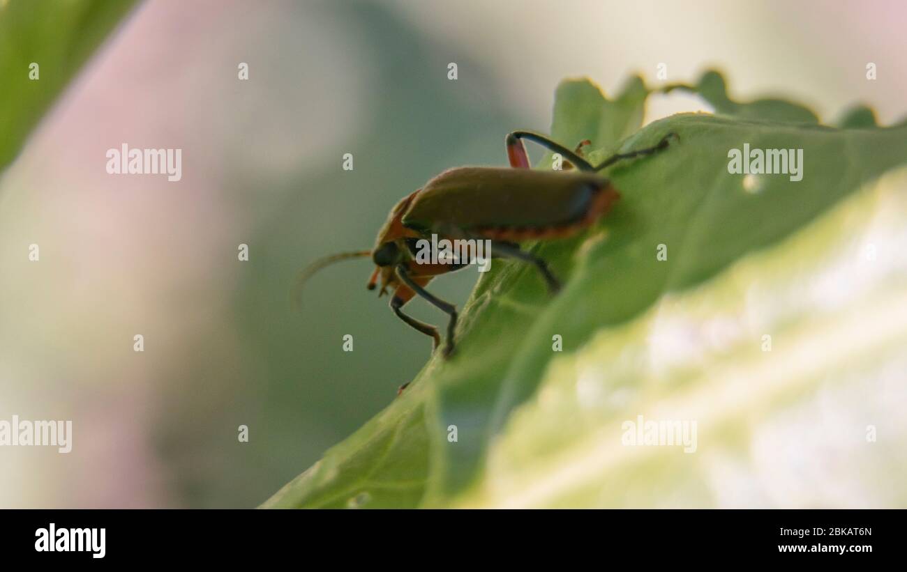 Un bug stalking su foglia Foto Stock