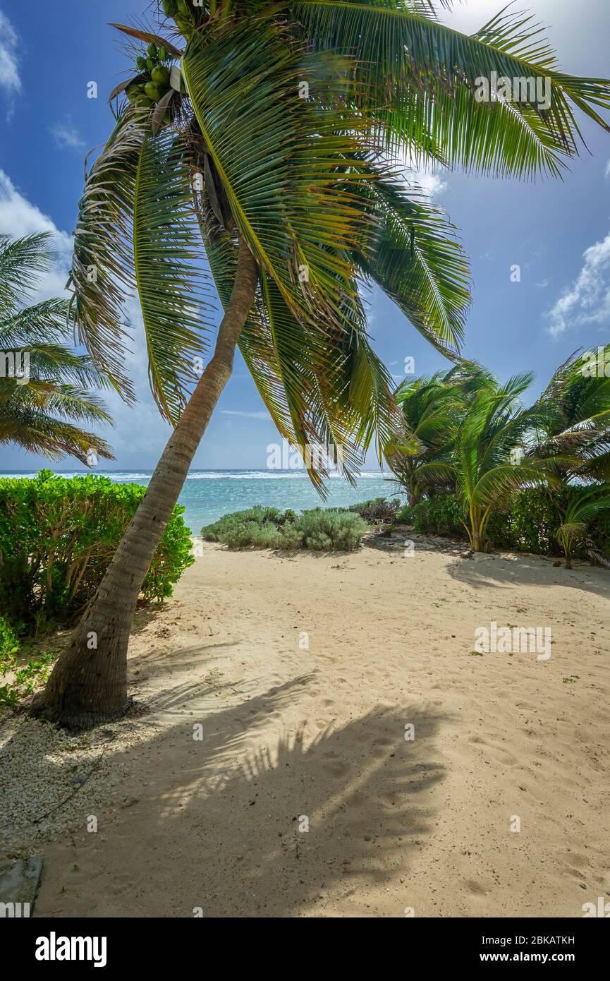 Palme e spiaggia sabbiosa, Grand Cayman Island Foto Stock