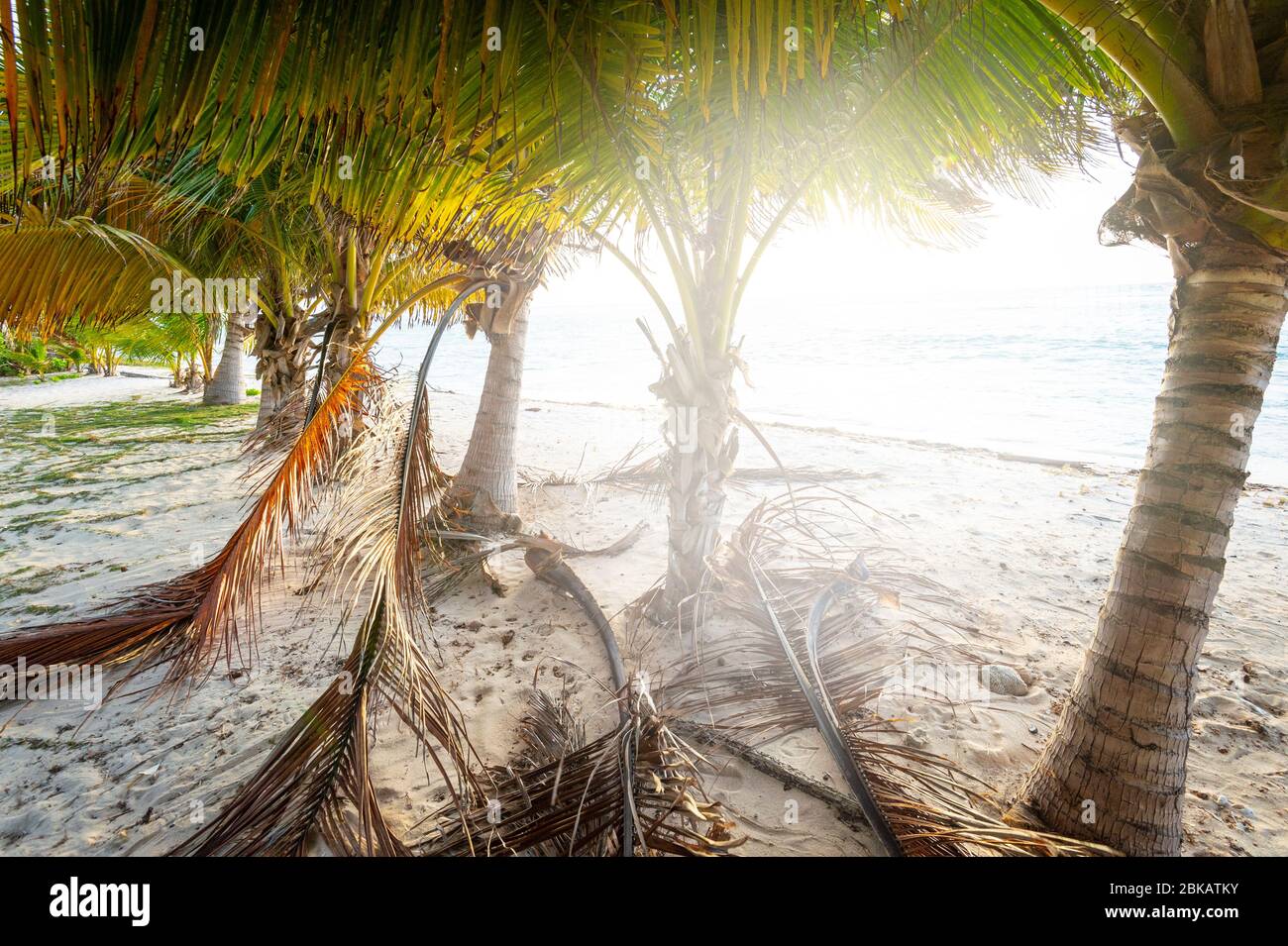 Sole luminoso sulla spiaggia con palme Foto Stock