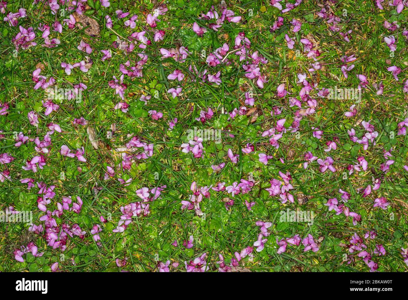 Petali rosa caduti su erba verde sotto ciliegio Foto Stock
