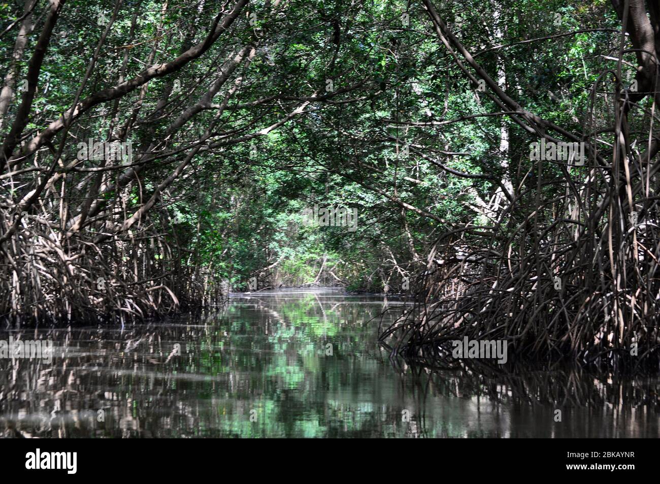 Manguezais do Rio Preguiças Foto Stock