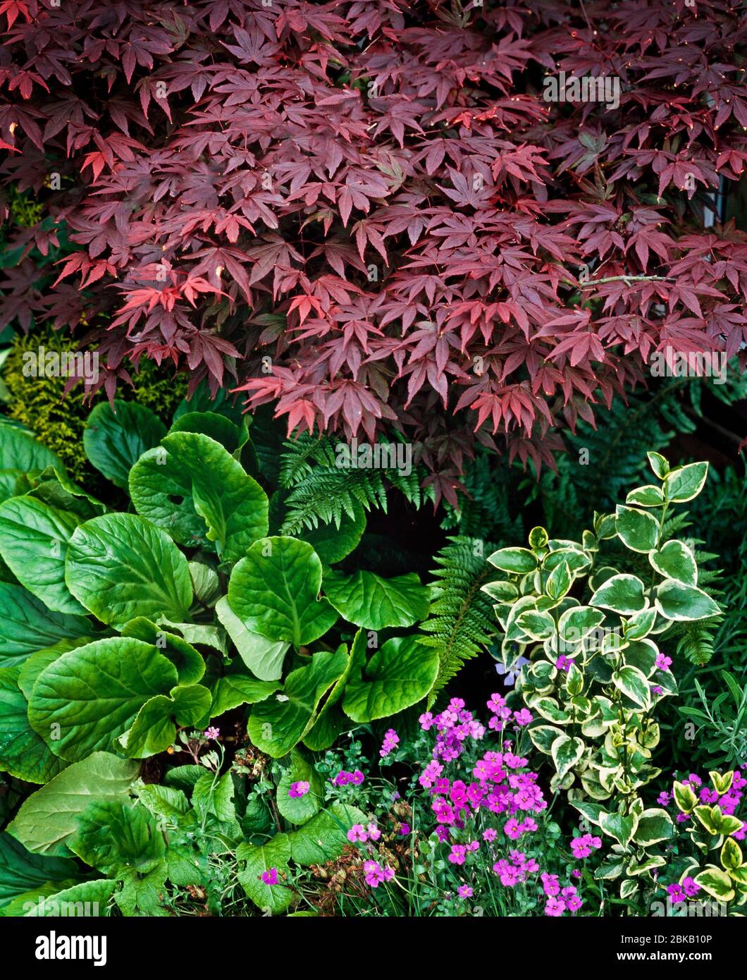 Foglie rosse Acer, Bergenia cordifolia, vinca sp. Varietà da giardino Foto Stock