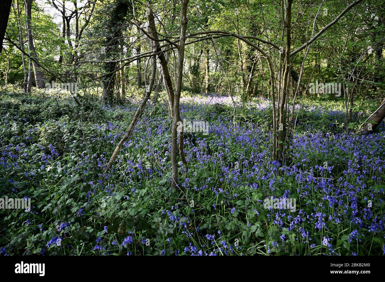 Boschi di Bluebell. I germogli Cray Meadows, Sidcup, Kent. REGNO UNITO Foto Stock