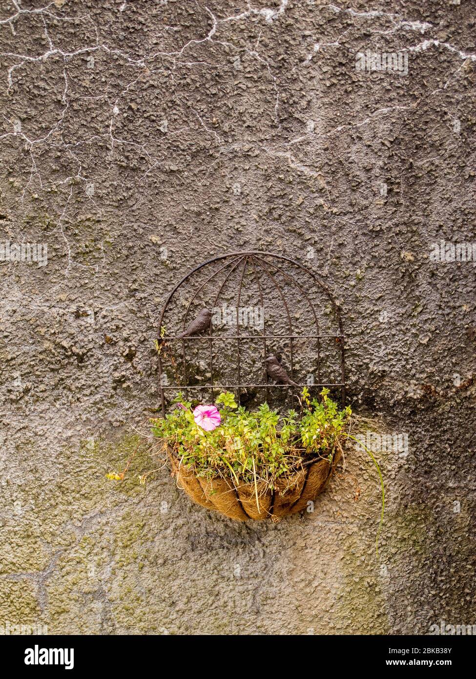 Cestino sospeso con filo abbandonato contenente petunie su una parete grigia tratteggiata di ciottoli nel Lake District Foto Stock