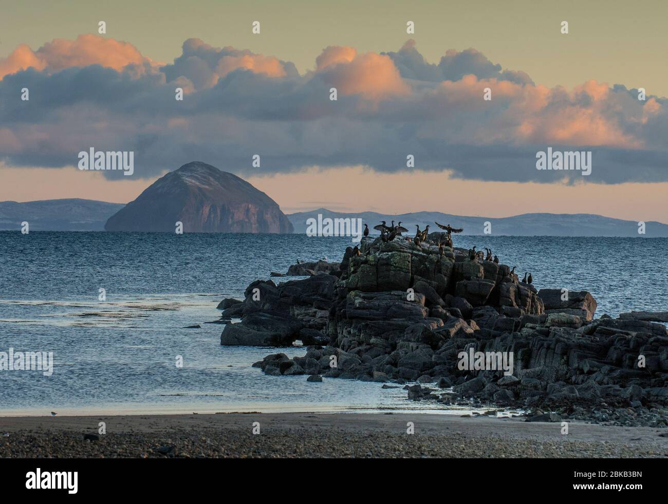 colonia cormorana su rocce a riva al claritts all'alba con ailsa craig sullo sfondo, arran Foto Stock