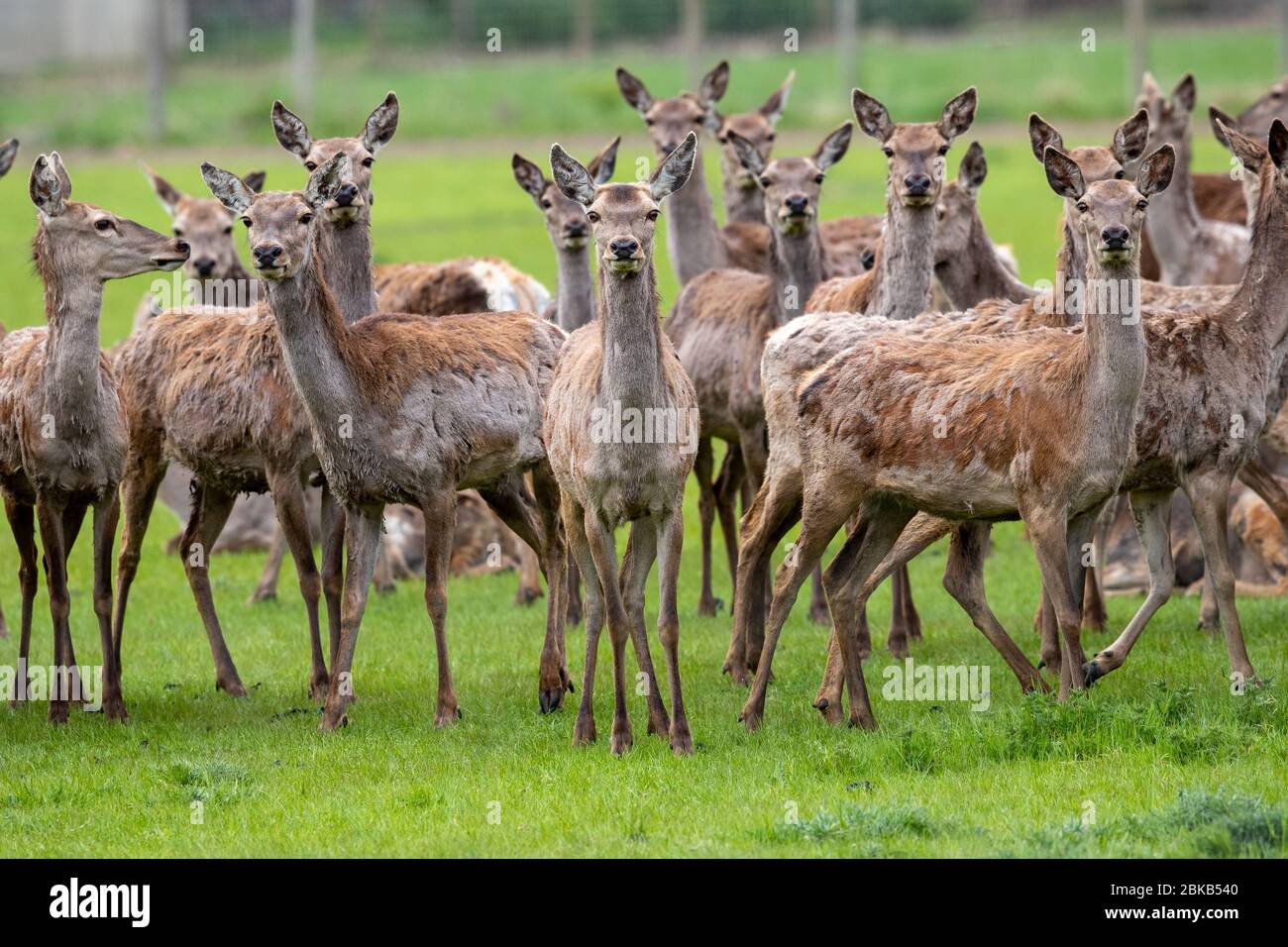 La foto indipendente del 27 aprile mostra un gregge di cervi rossi nelle fens del Cambridgeshire vicino a Chatteris. I cervi sono in fase di molatura e quindi sciolgono i loro cappotti rossi. Un gregge di cervo rosso è stato visto passare attraverso il suo processo annuale di muta nel Cambridgeshire Fens oggi (Mon). I cervi non stavano cercando il loro meglio, perché erano macchiati spargendo i loro alti cappotti invernali. Il processo avviene ogni primavera e richiede solo un paio di settimane, con la molatura che inizia in cima al loro corpo e progredisce verso il basso. I peli spessi del collo, del torace e dei lati cadono e vengono sostituiti da t Foto Stock