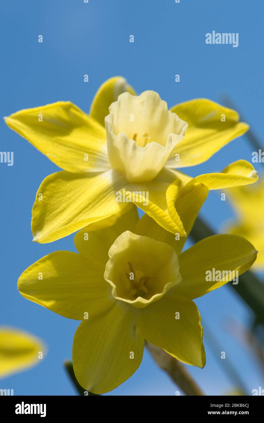 Fiori di una giunchiglia narciso 'Pipit' giallo segmenti perianth e corona pallido o tromba contro un cielo blu, aprile Foto Stock