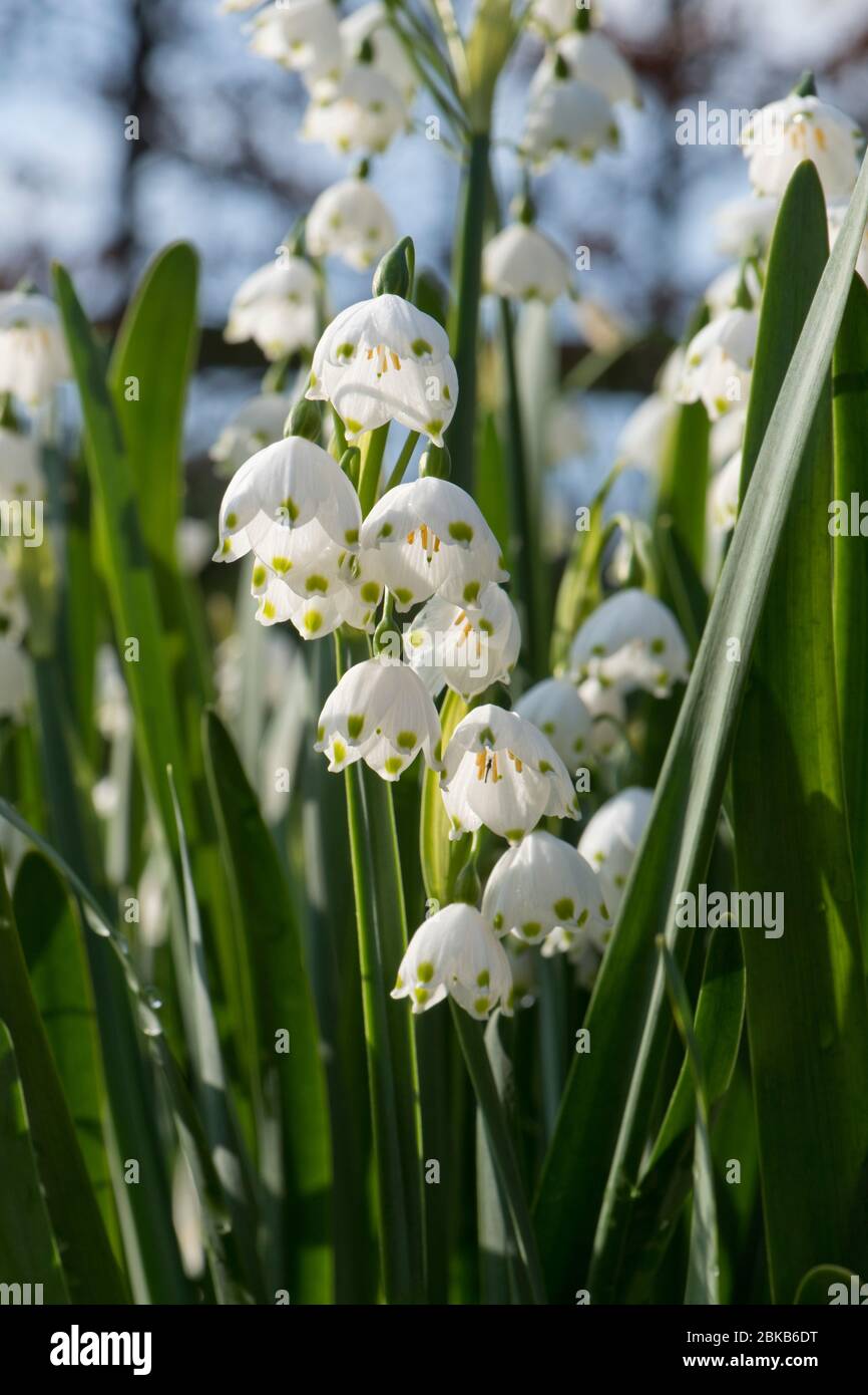 Fiocco di neve o Loddon (Leucojum aestivum) fiori retroilluminati dal sole primaverile pomeriggio, Berkshire. Aprile Foto Stock