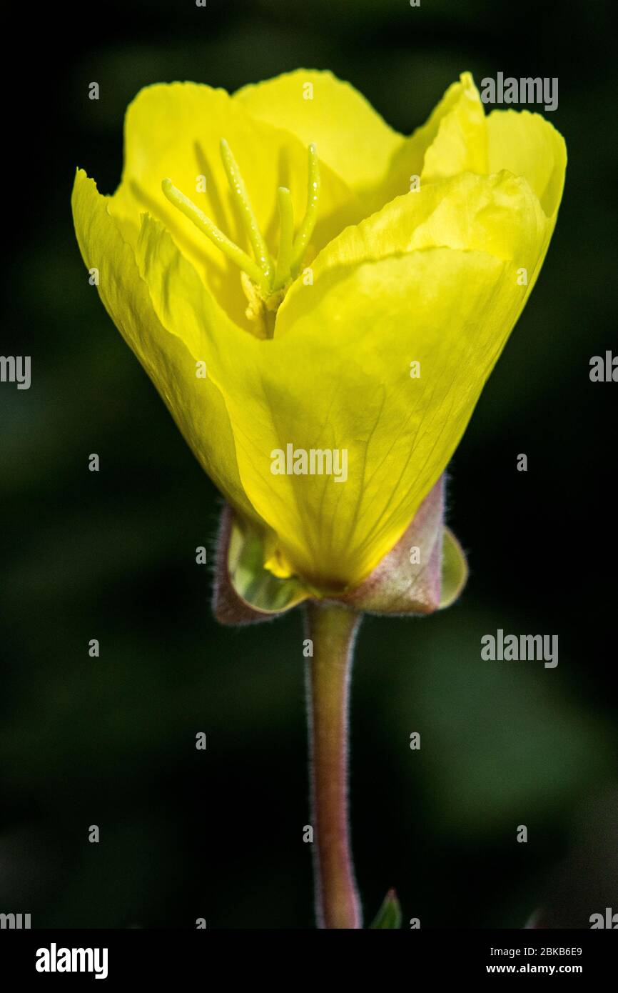 Primo piano di un Oenothera apertura, Primrose sera, fiore in un giardino Oxford Foto Stock