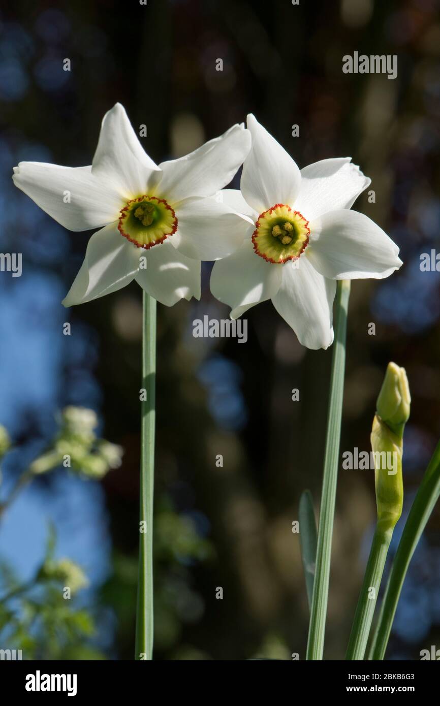 Occhio del vecchio fagiano (Narcissus poeticus var. Recidivus) fiori, divisione 13 daffodil con perianto bianco e corona gialla e rossa, Berkshire, aprile Foto Stock