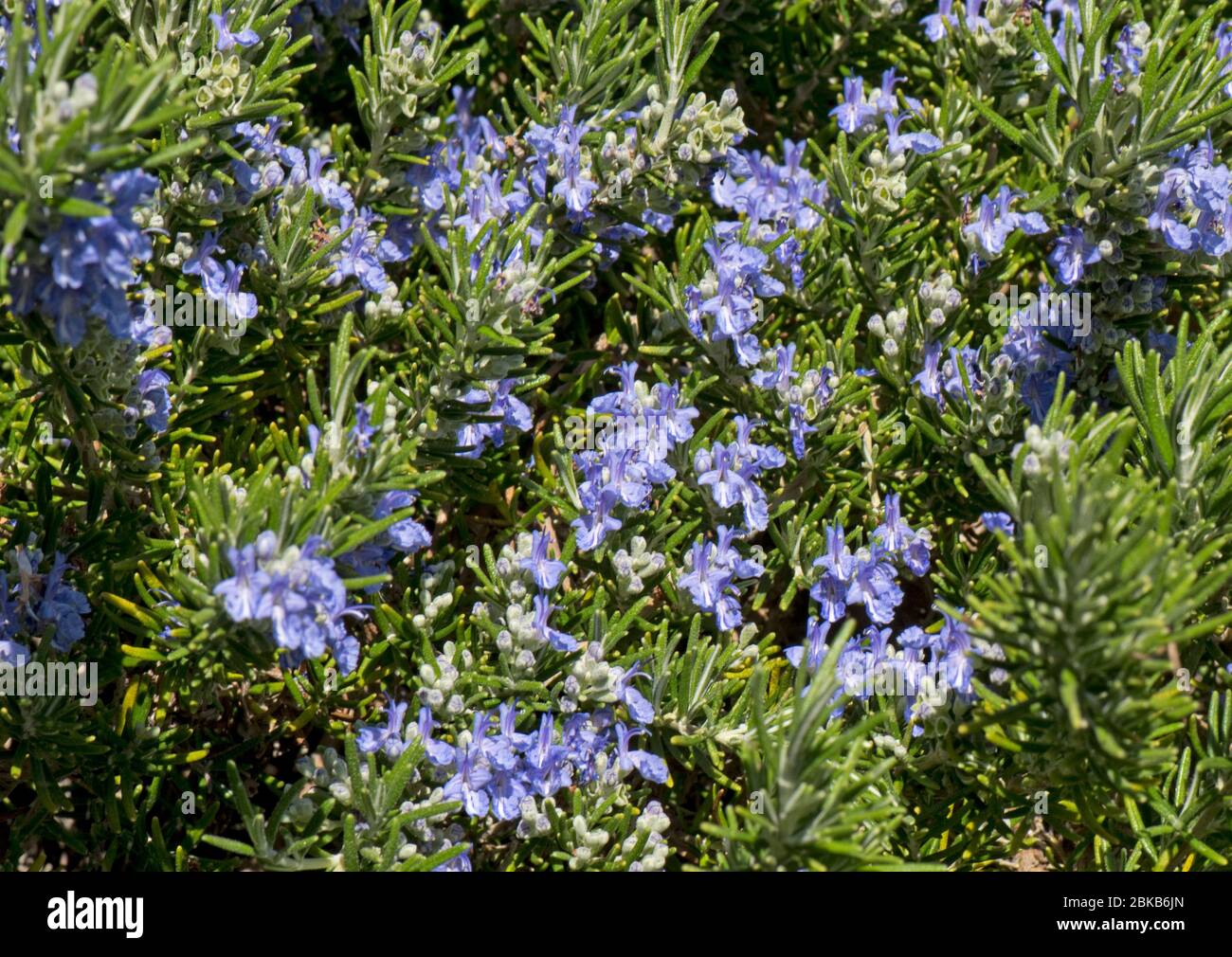 Rosmarino trainato o strisciante (Rosmarinus officinaris prostratus) fiore blu su erba prostrata attraente per le api e altri invertebrati, aprile Foto Stock