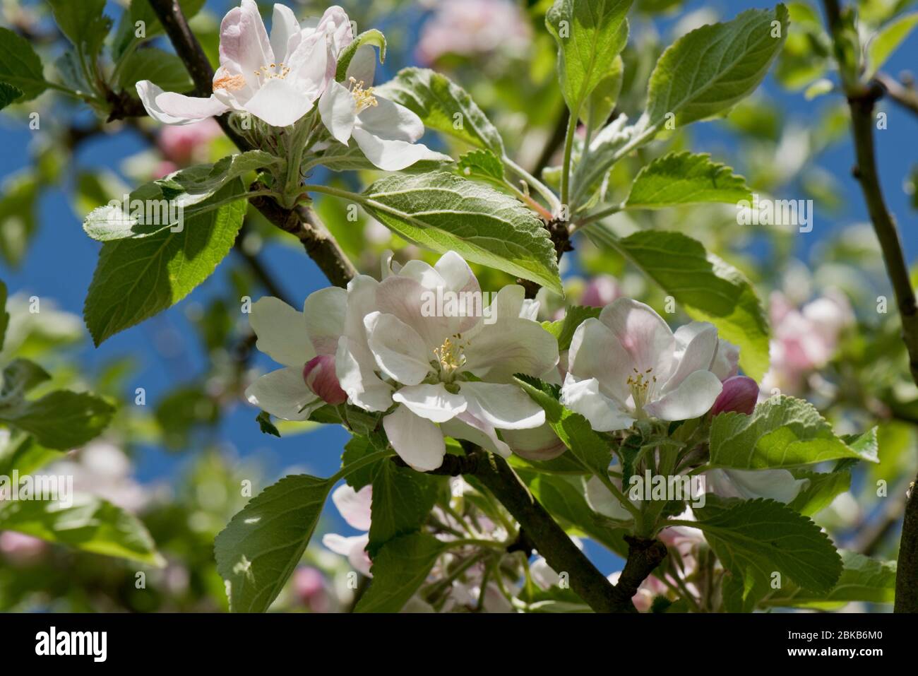Fiori e foglie giovani in cottura varietà di mele Bramley contro un cielo blu primavera, Berkshire, aprile, Foto Stock