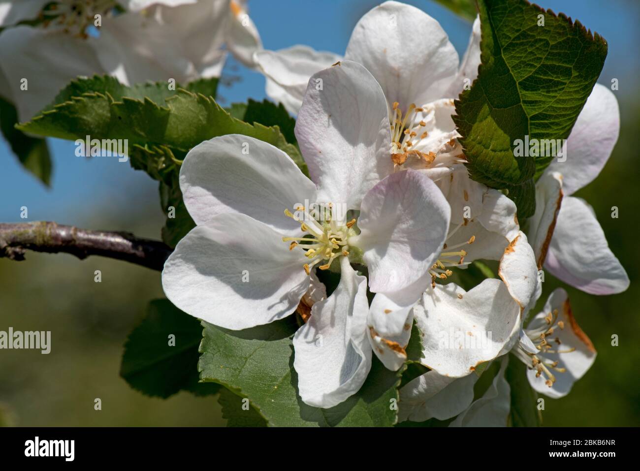 Mela di granchio selvatico (Malus) grandi fiori bianchi a rosa e foglie in legno chiaro contro un cielo blu primavera, Berkshire, aprile, Foto Stock