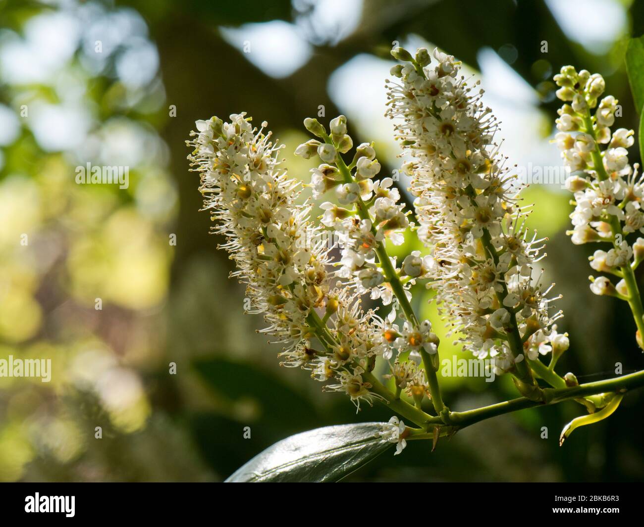 Alloro di ciliegia o alloro comune (Prunus laurocersus) fiori con luce posteriore applaudita in legno chiaro, Berkshire, aprile Foto Stock