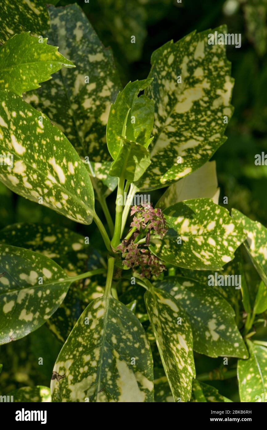 Alloro giapponese o macchiato (Auba japonica) fiori rossi incospicui tra foglie verdi gialle, aprile Foto Stock