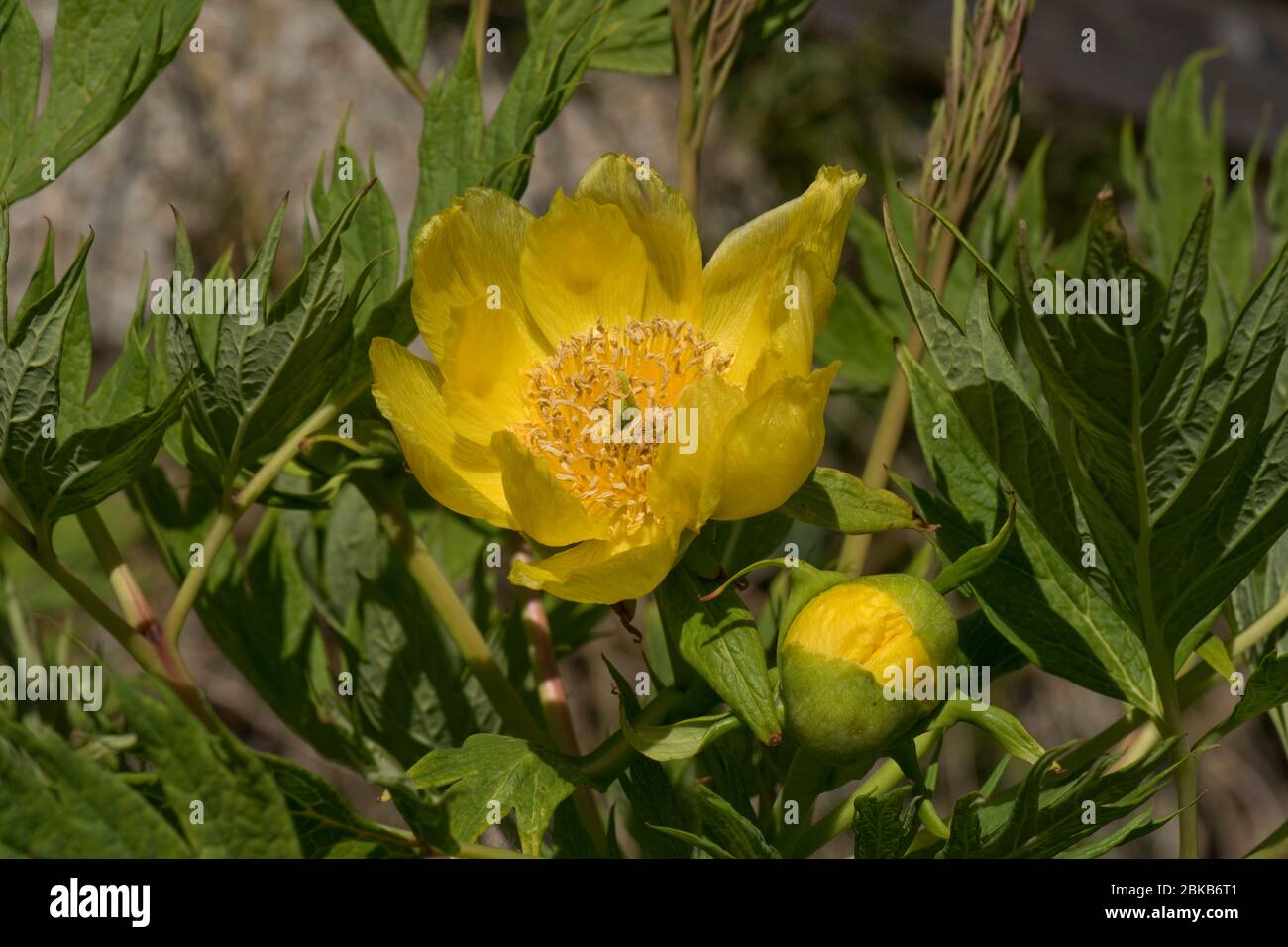 La peonia dell'albero di Ludlow (Paeonia ludlowii) foglie giovani e fiori gialli a forma di piattino, Berkshire, aprile, Foto Stock