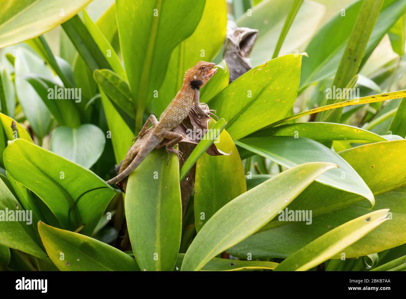 Oriental Garden Lizard - Calotes versicolor, variopinto lucertola variabile dalle foreste asiatiche e cespugli, Pangkor Island, Malesia. Foto Stock