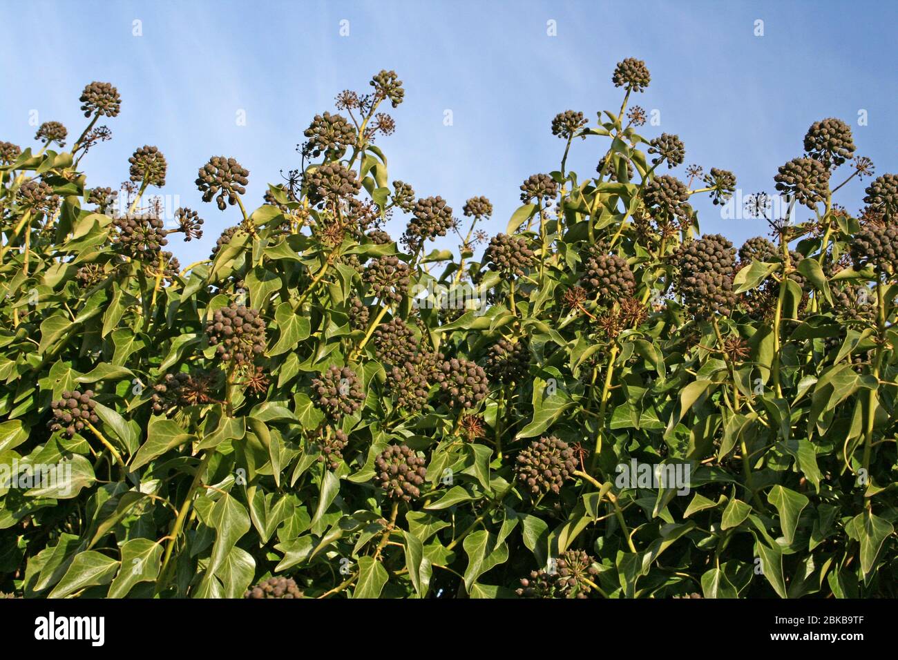 Comune Ivy Hedera Helix frutti di bosco Foto Stock