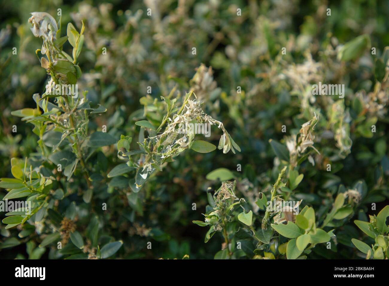 Danni e fettuccia causati dalle larve della falesia di box vista sulle foglie delle piante di buxus a Londra all'inizio di maggio. Foto Stock