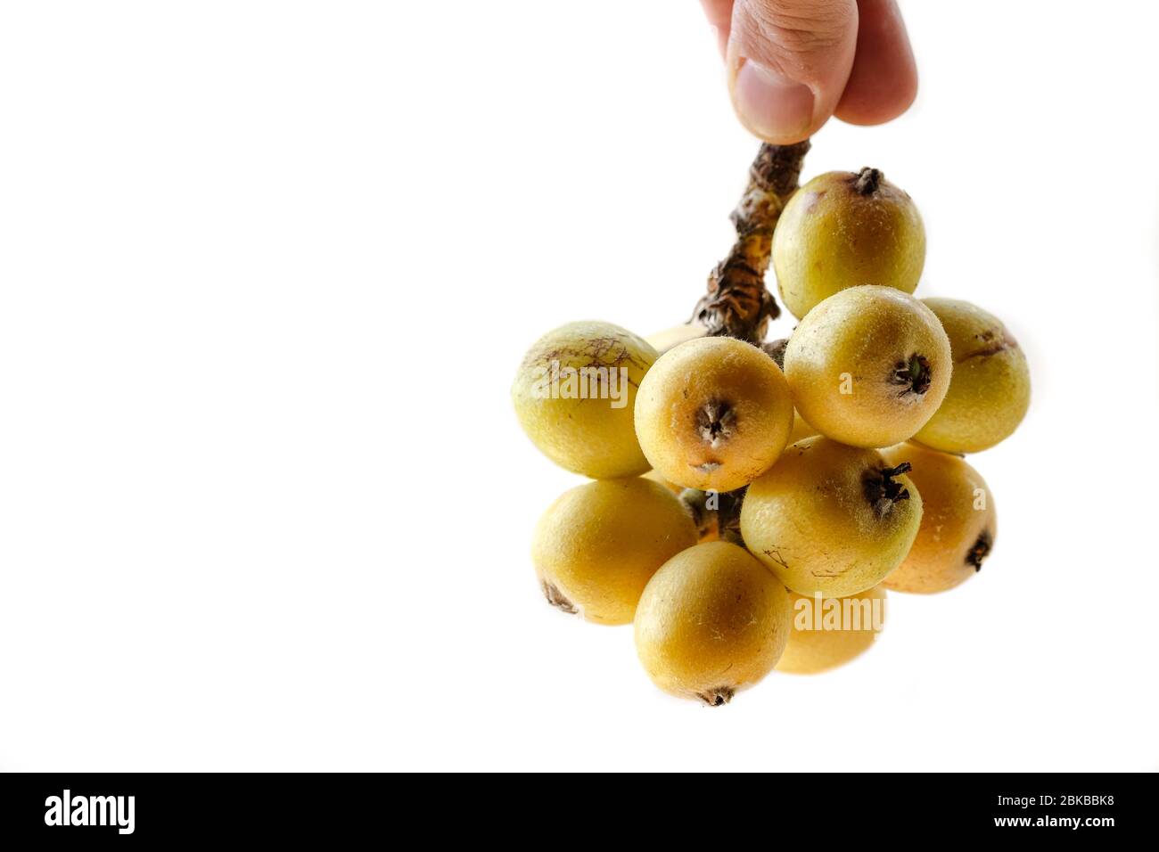 Isolati freschi loquats di stagione frutta matura, l'uomo prendere frutta, sano cibo primaverile Foto Stock