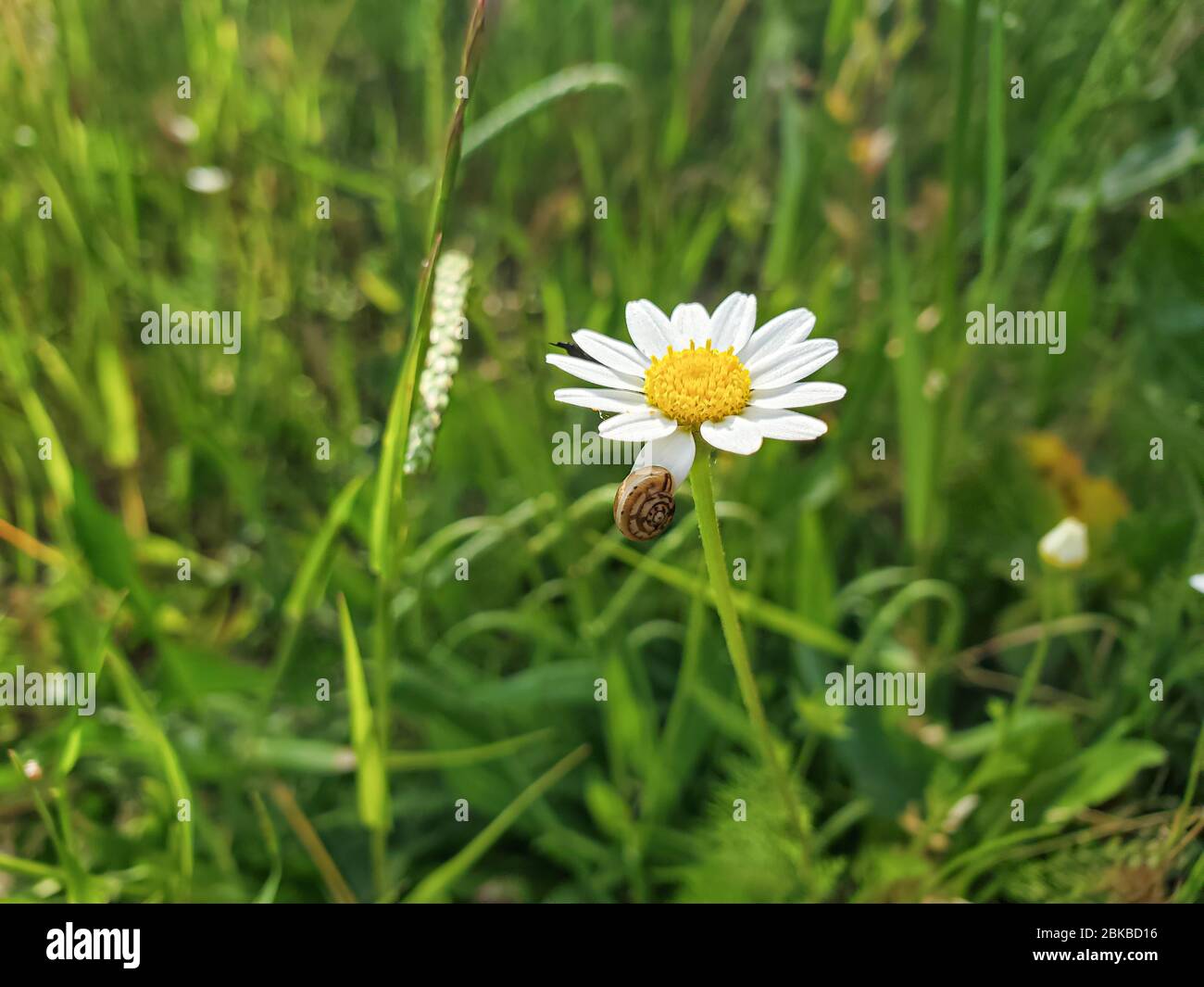 Fiore daisy singolo e lumaca carina in prato primaverile, sfondo della natura carta da parati Foto Stock