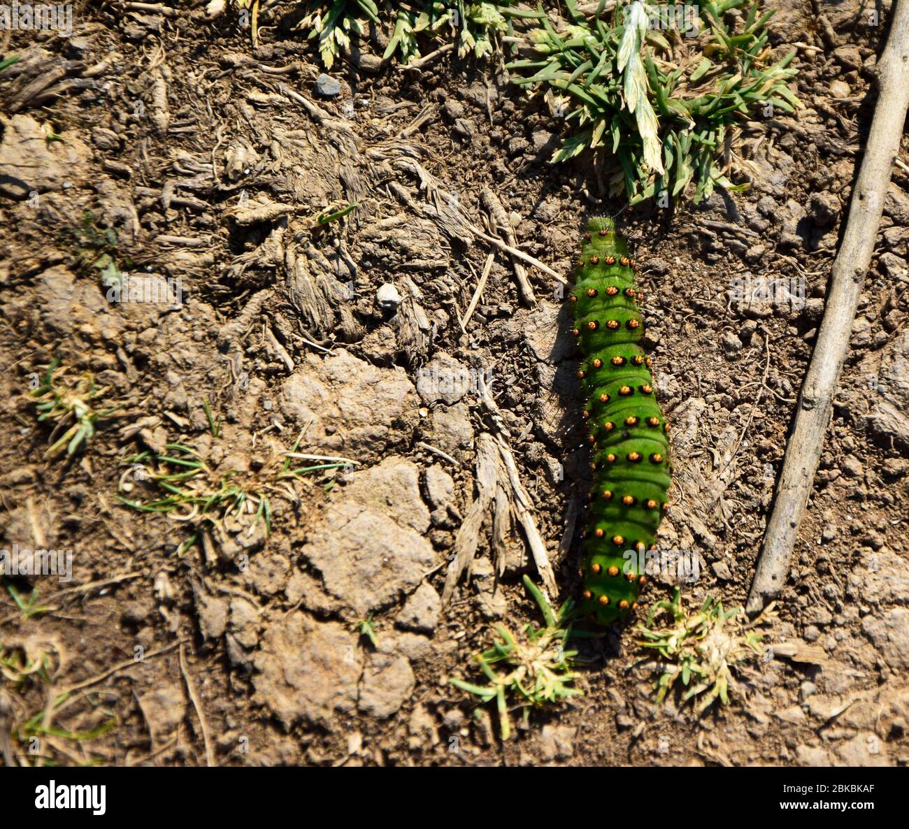 Emperor Moth Caterpillar, Cornovaglia, Regno Unito Foto Stock